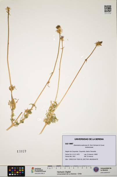Glandularia sulphurea [Espécimen: ULS:ULS:0013957]