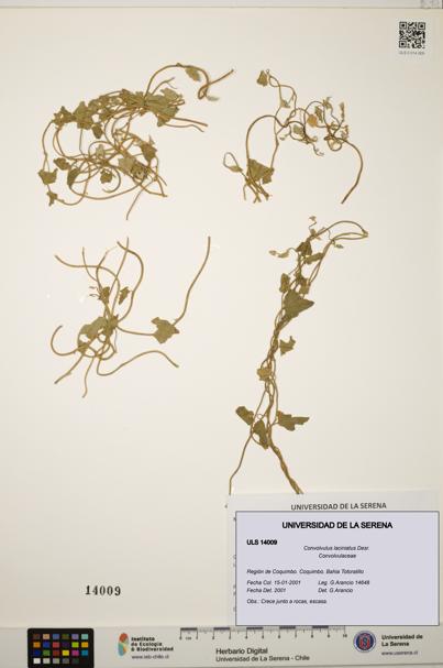 Convolvulus laciniatus [Espécimen: ULS:ULS:0014009]