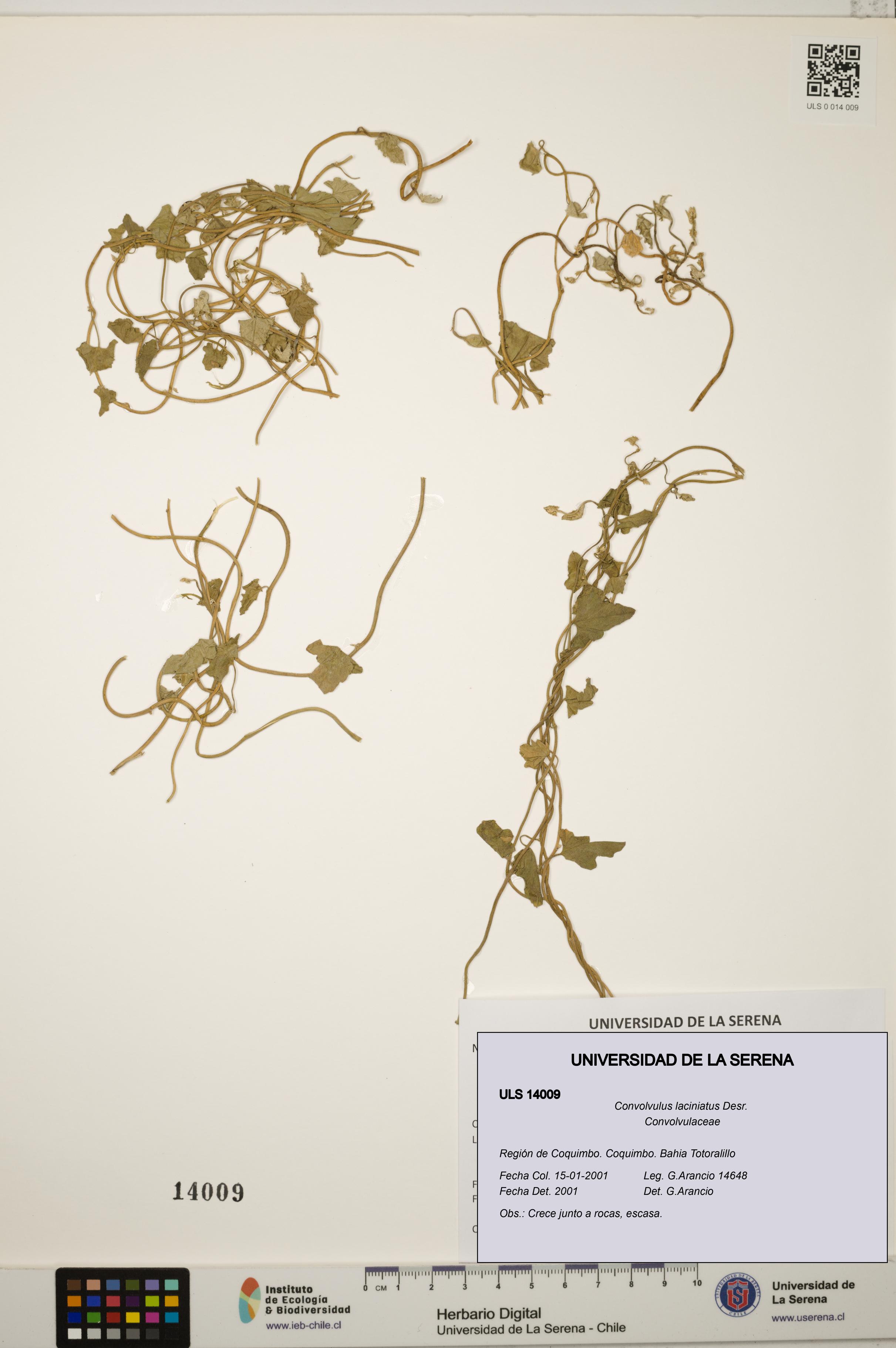 Convolvulus laciniatus [Espécimen: ULS:ULS:0014009]