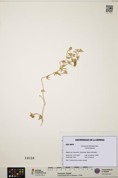 Convolvulus laciniatus [Espécimen: ULS:ULS:0014010]