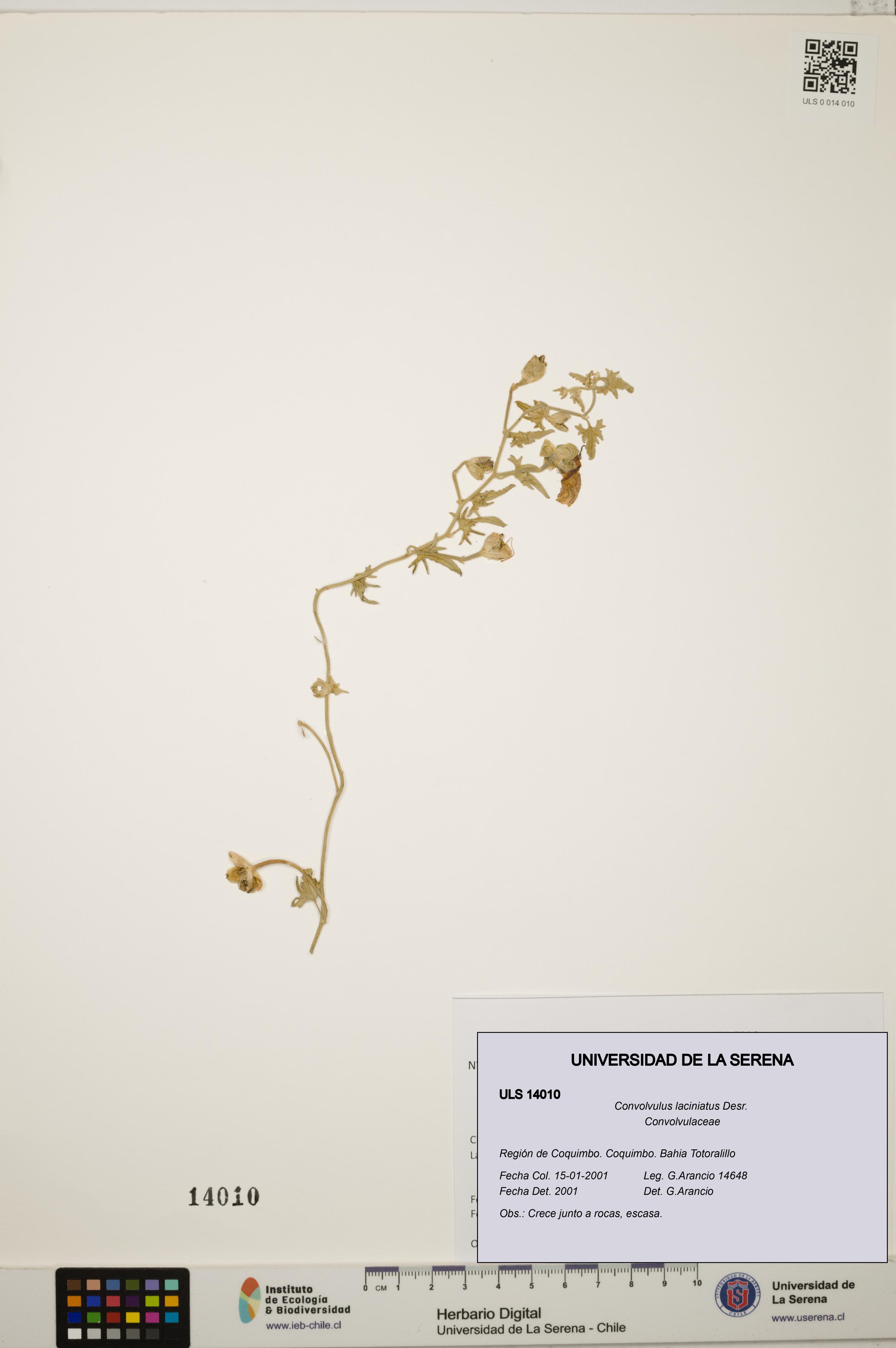 Convolvulus laciniatus [Espécimen: ULS:ULS:0014010]