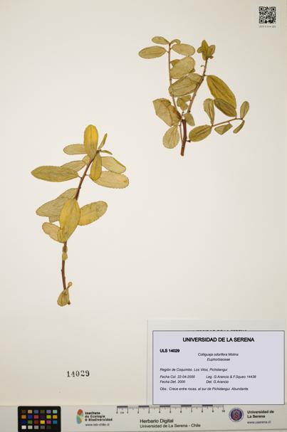 Colliguaja odorifera [Espécimen: ULS:ULS:0014029]