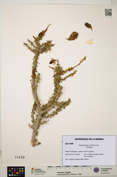 Balsamocarpon brevifolium [Espécimen: ULS:ULS:0014189]