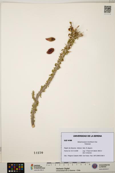Balsamocarpon brevifolium [Espécimen: ULS:ULS:0014190]