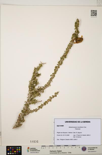 Balsamocarpon brevifolium [Espécimen: ULS:ULS:0014191]
