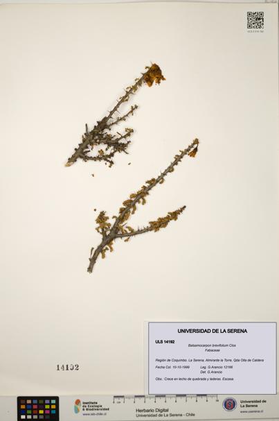 Balsamocarpon brevifolium [Espécimen: ULS:ULS:0014192]