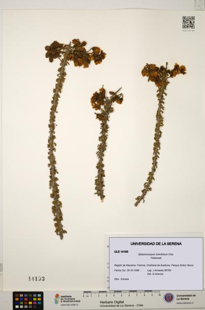 Balsamocarpon brevifolium [Espécimen: ULS:ULS:0014193]