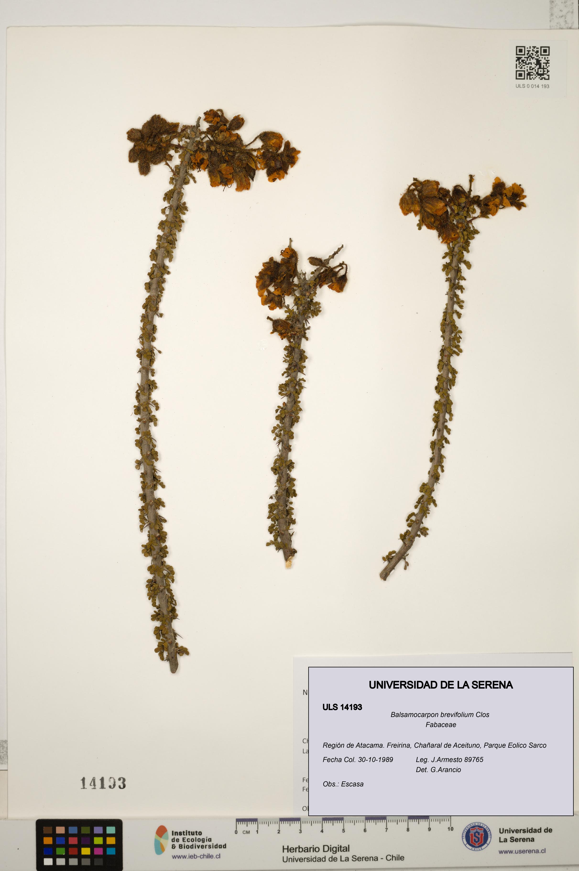 Balsamocarpon brevifolium [Espécimen: ULS:ULS:0014193]
