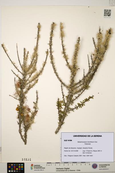 Balsamocarpon brevifolium [Espécimen: ULS:ULS:0014194]