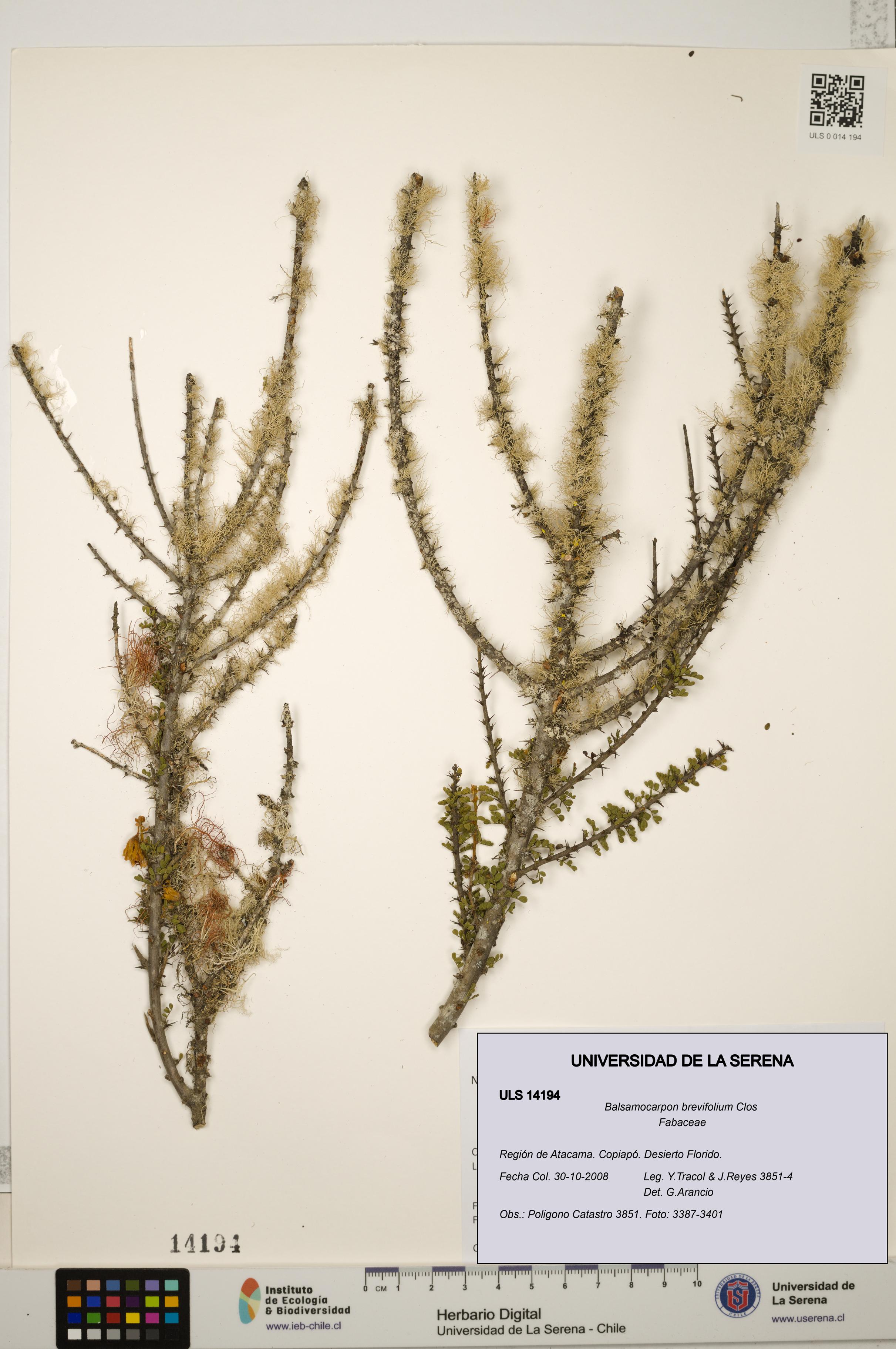 Balsamocarpon brevifolium [Espécimen: ULS:ULS:0014194]