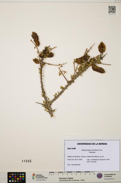 Balsamocarpon brevifolium [Espécimen: ULS:ULS:0014195]