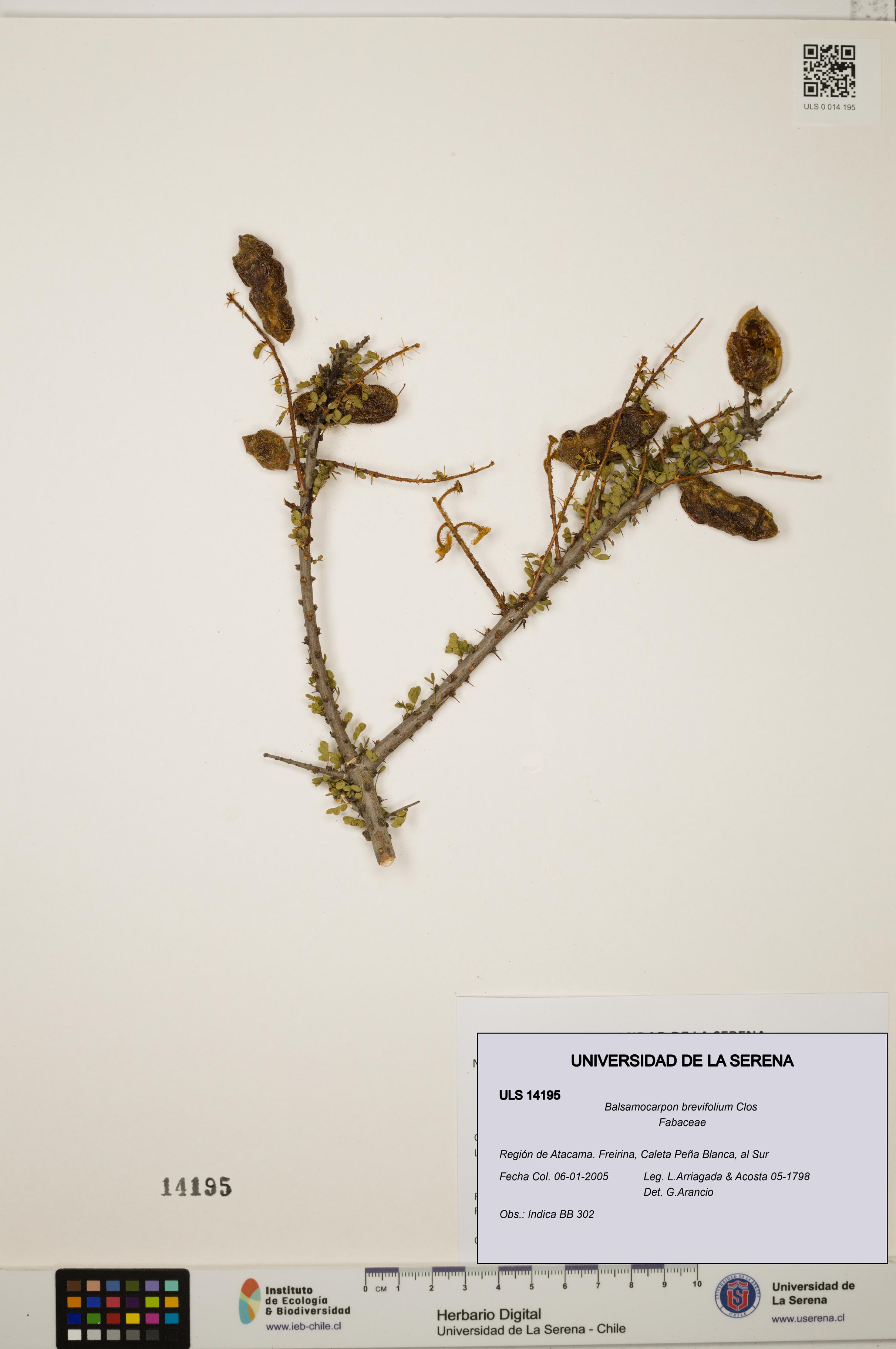 Balsamocarpon brevifolium [Espécimen: ULS:ULS:0014195]