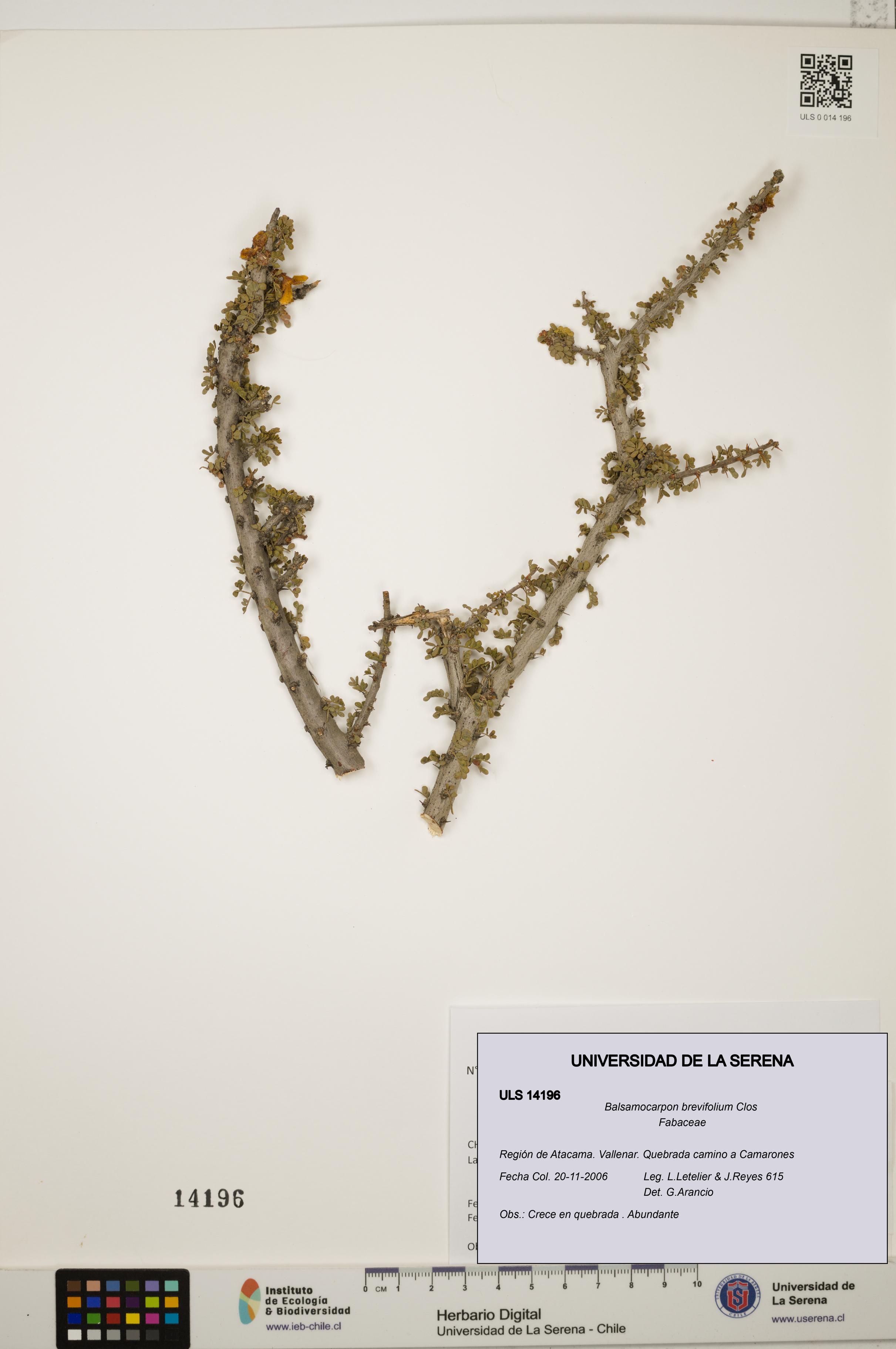 Balsamocarpon brevifolium [Espécimen: ULS:ULS:0014196]
