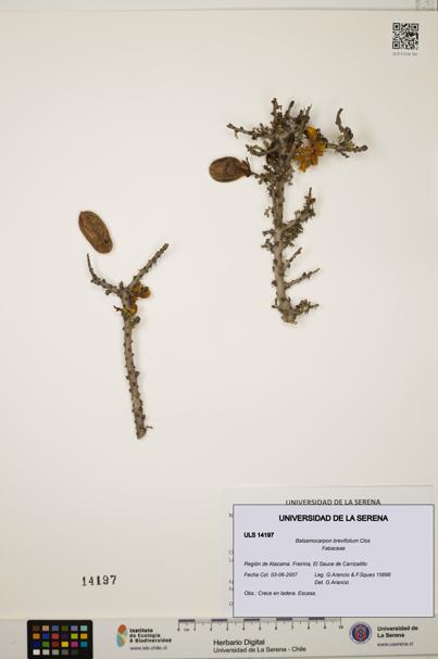 Balsamocarpon brevifolium [Espécimen: ULS:ULS:0014197]