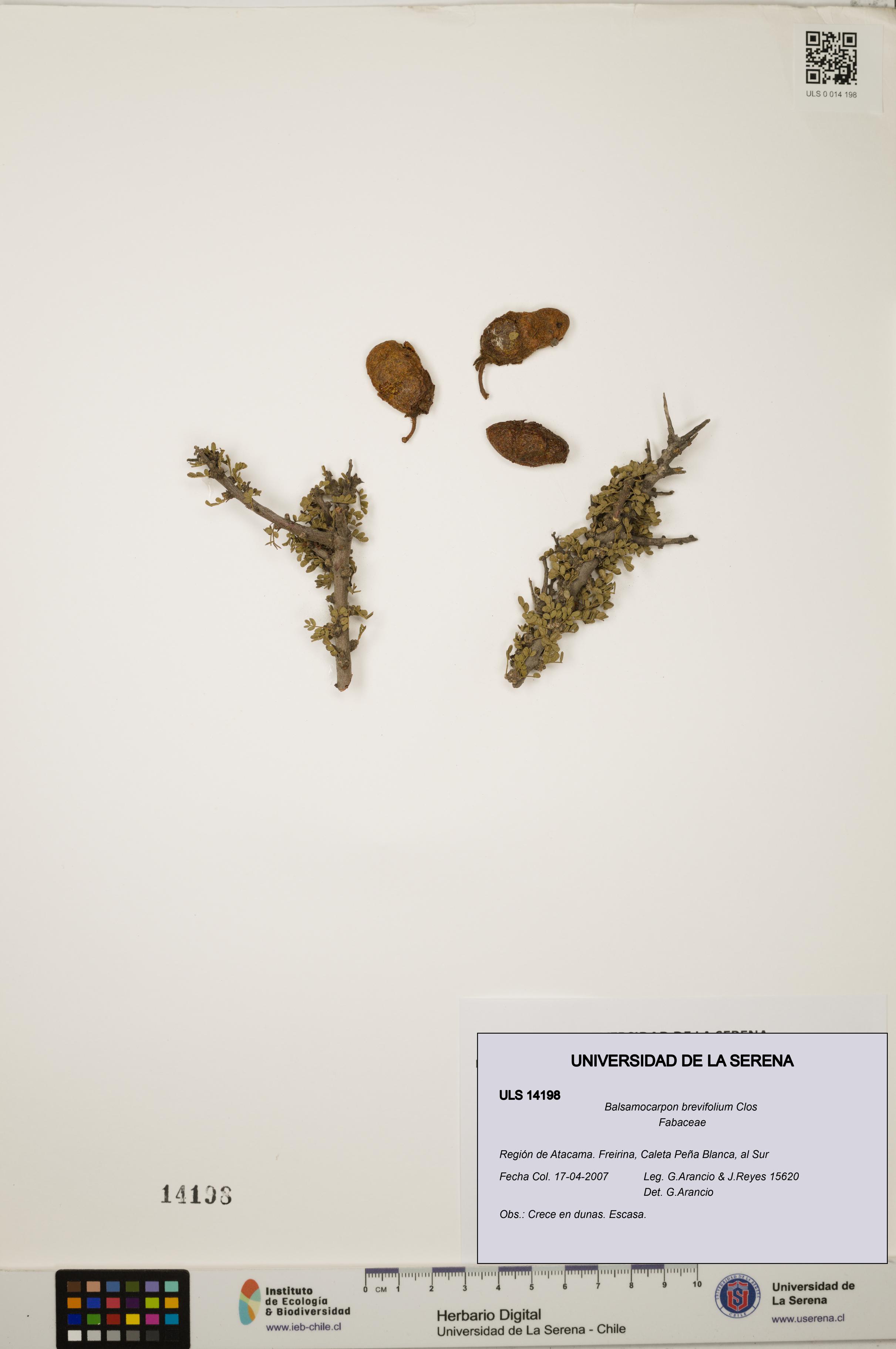 Balsamocarpon brevifolium [Espécimen: ULS:ULS:0014198]