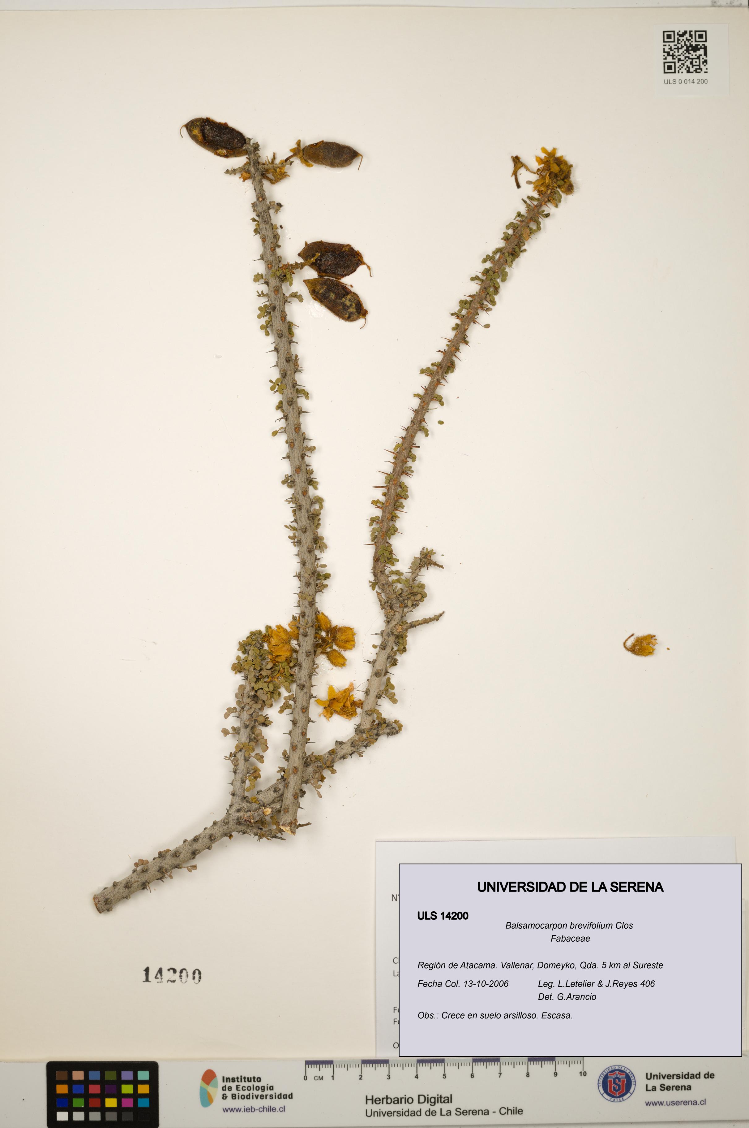 Balsamocarpon brevifolium [Espécimen: ULS:ULS:0014200]