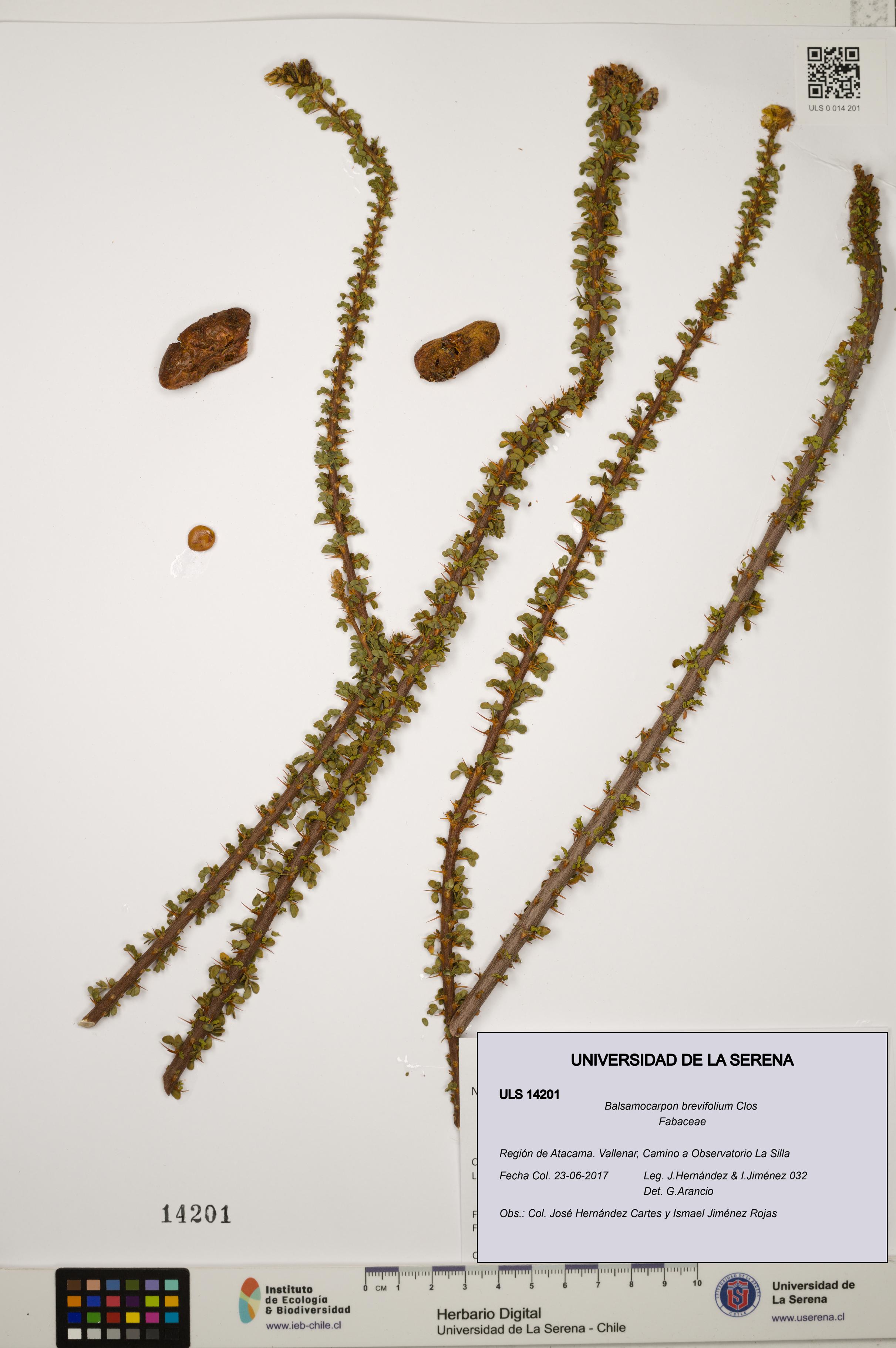 Balsamocarpon brevifolium [Espécimen: ULS:ULS:0014201]