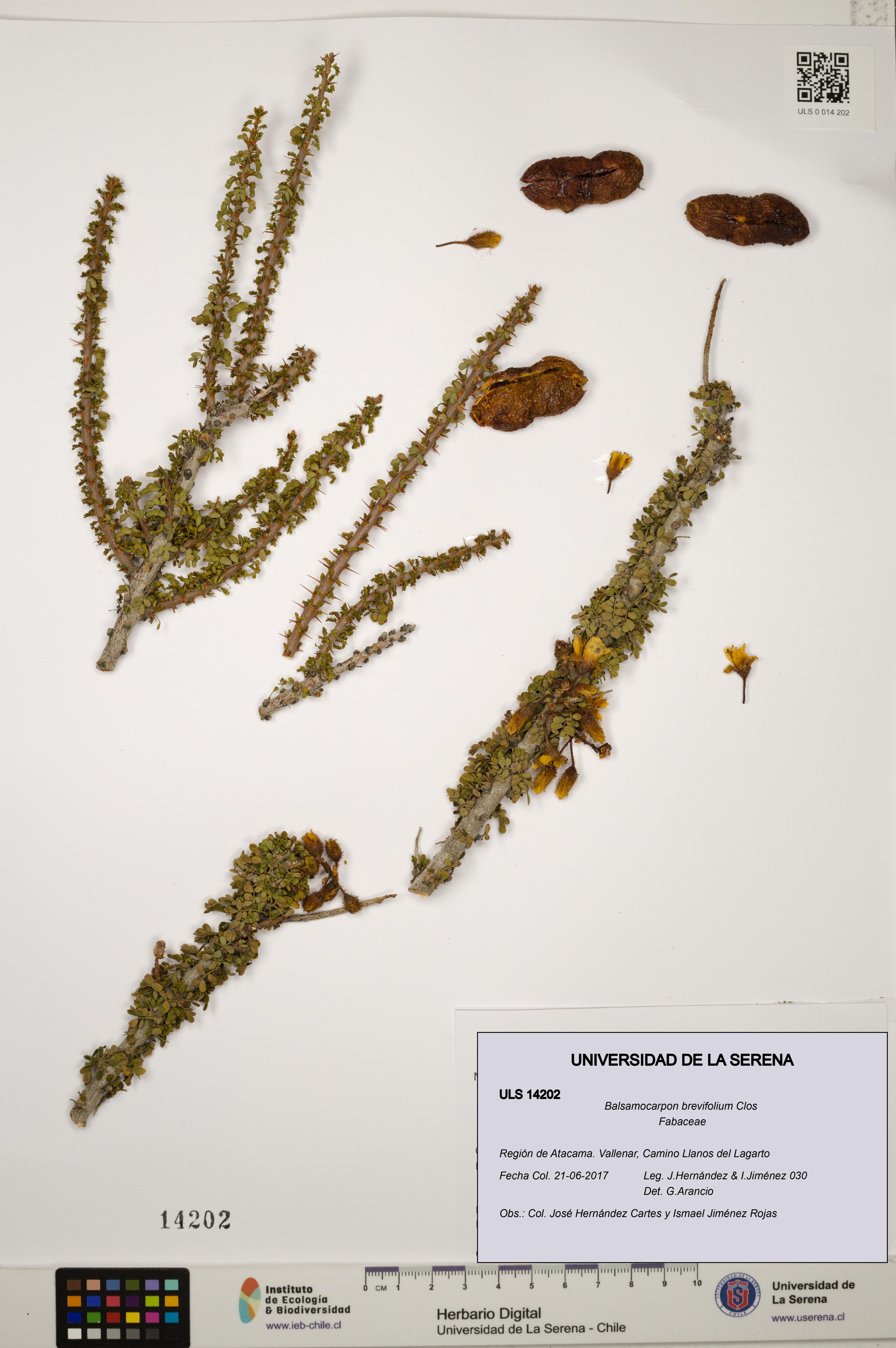 Balsamocarpon brevifolium [Espécimen: ULS:ULS:0014202]
