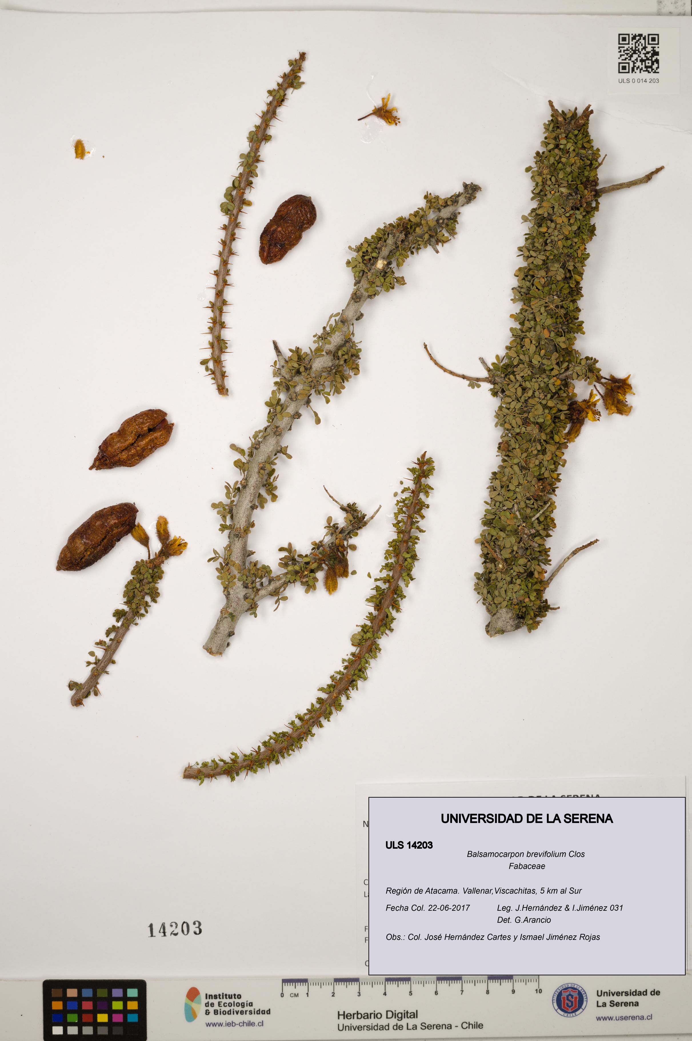 Balsamocarpon brevifolium [Espécimen: ULS:ULS:0014203]