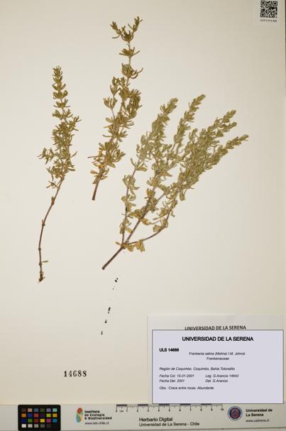 Frankenia salina [Espécimen: ULS:ULS:0014688]