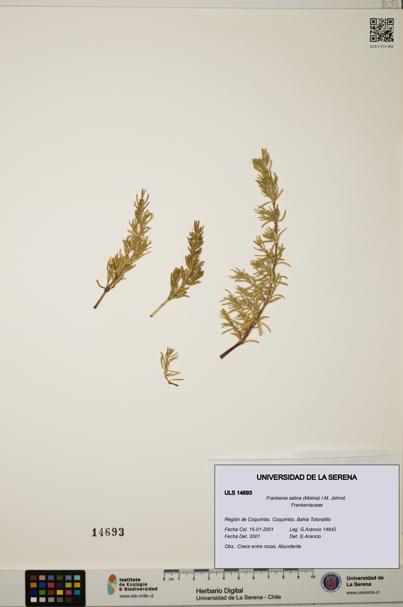 Frankenia salina [Espécimen: ULS:ULS:0014693]