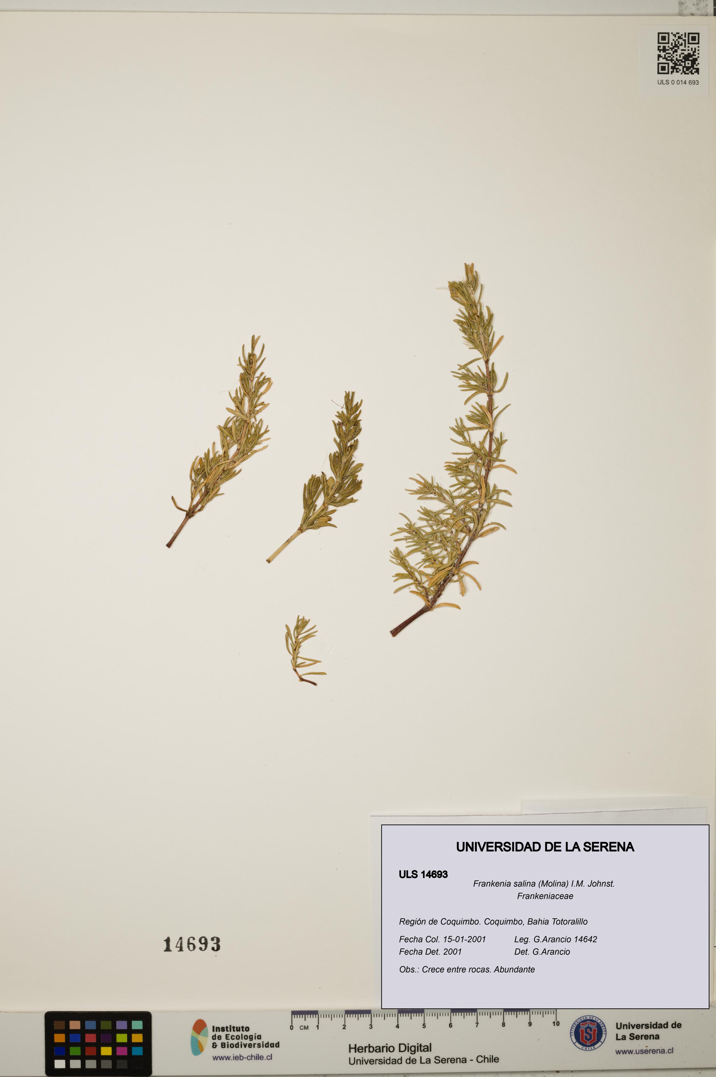 Frankenia salina [Espécimen: ULS:ULS:0014693]