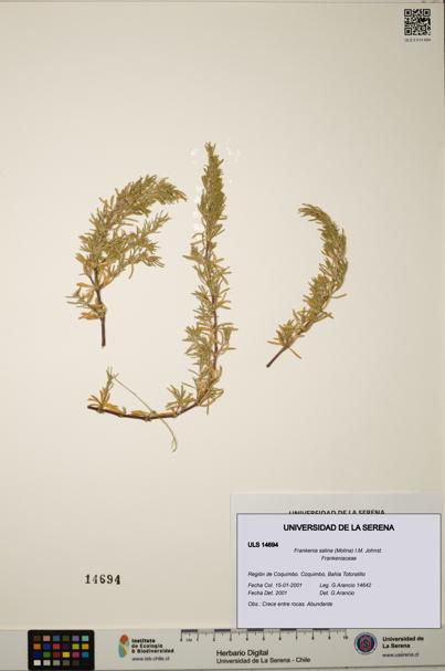 Frankenia salina [Espécimen: ULS:ULS:0014694]