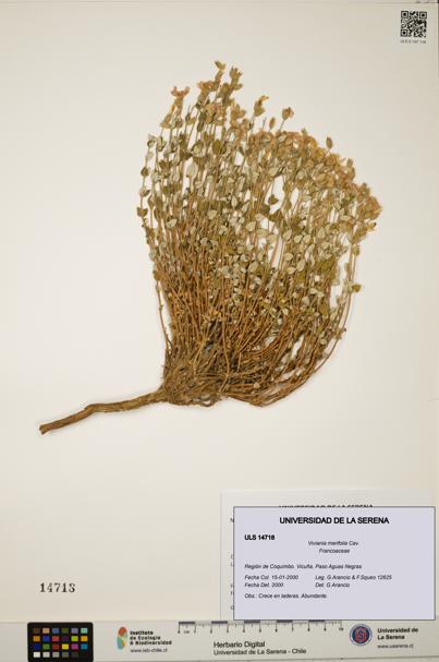 Viviania marifolia [Espécimen: ULS:ULS:014718]