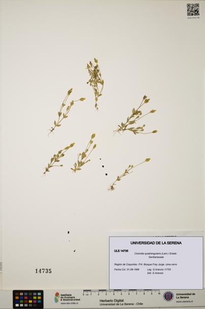 Cicendia quadrangularis [Espécimen: ULS:ULS:0014735]