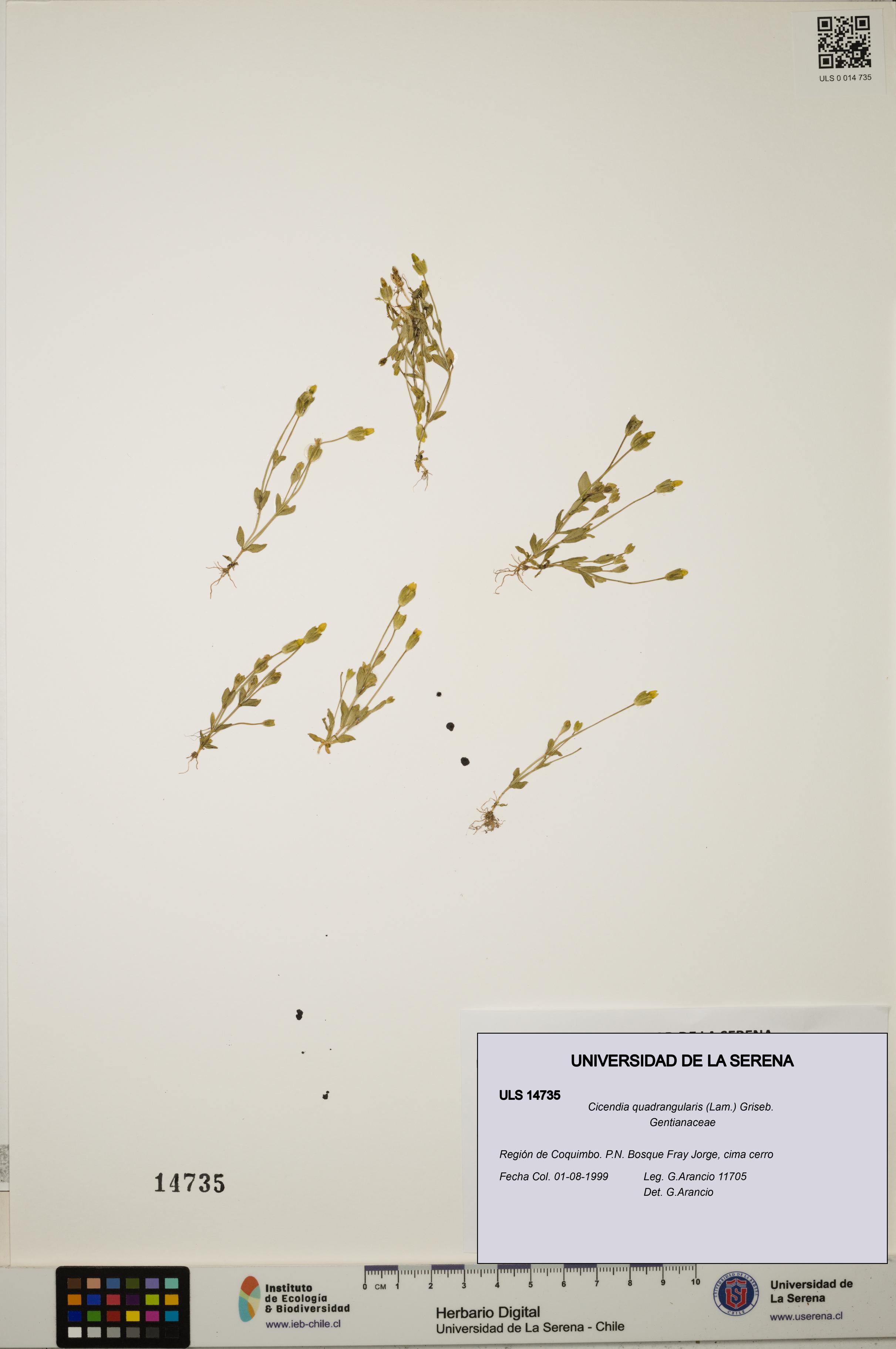 Cicendia quadrangularis [Espécimen: ULS:ULS:0014735]