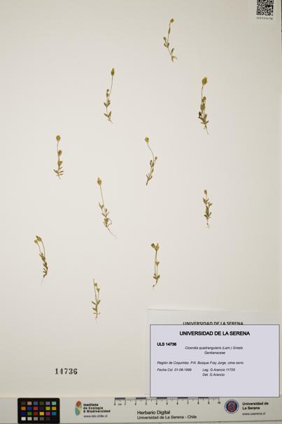 Cicendia quadrangularis [Espécimen: ULS:ULS:0014736]