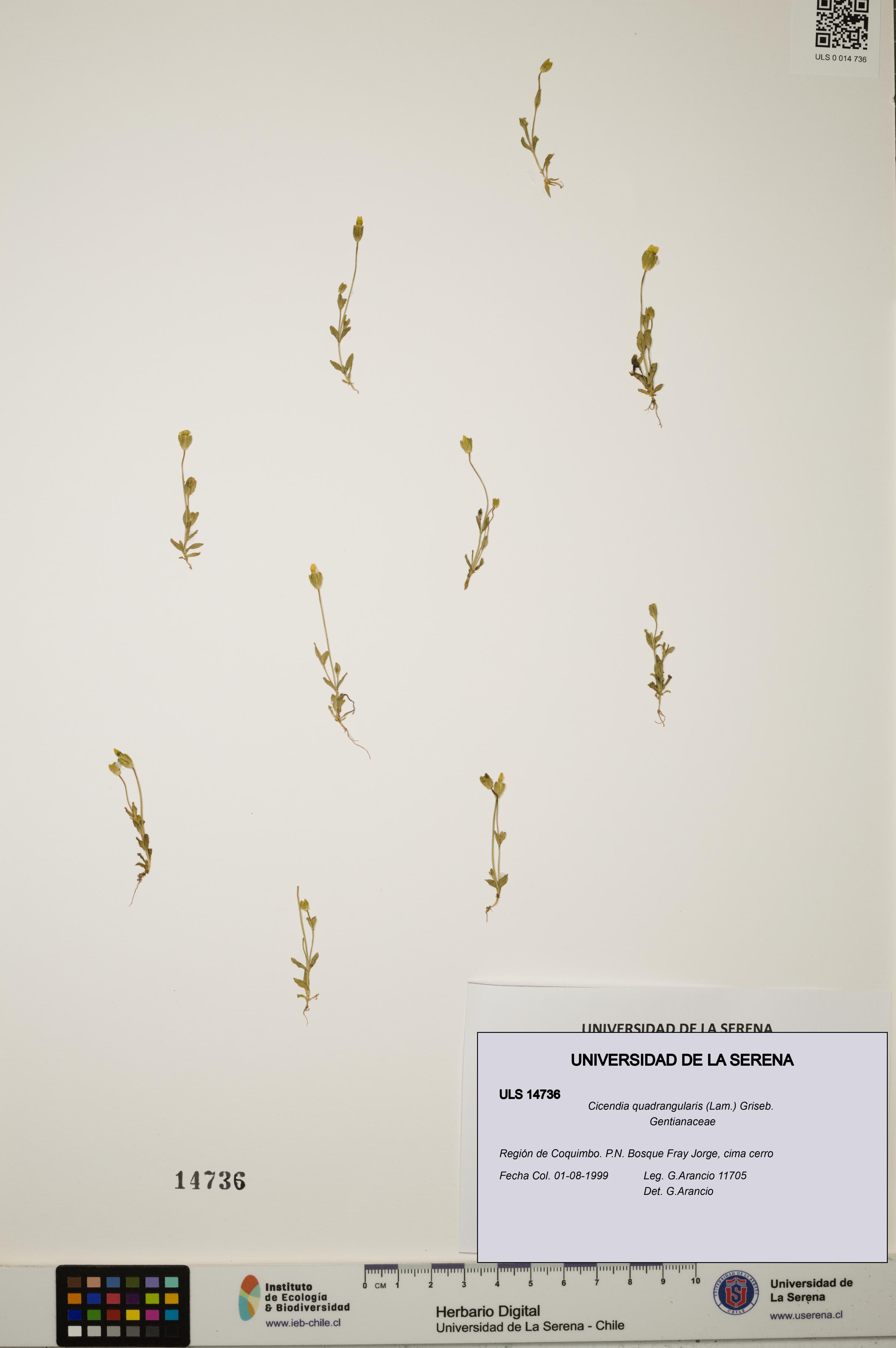 Cicendia quadrangularis [Espécimen: ULS:ULS:0014736]