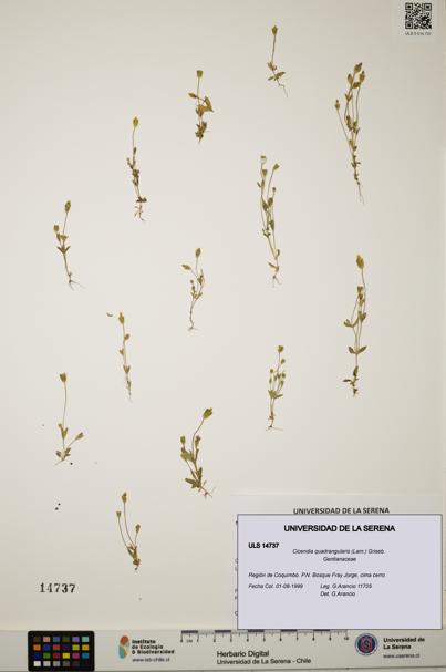 Cicendia quadrangularis [Espécimen: ULS:ULS:0014737]