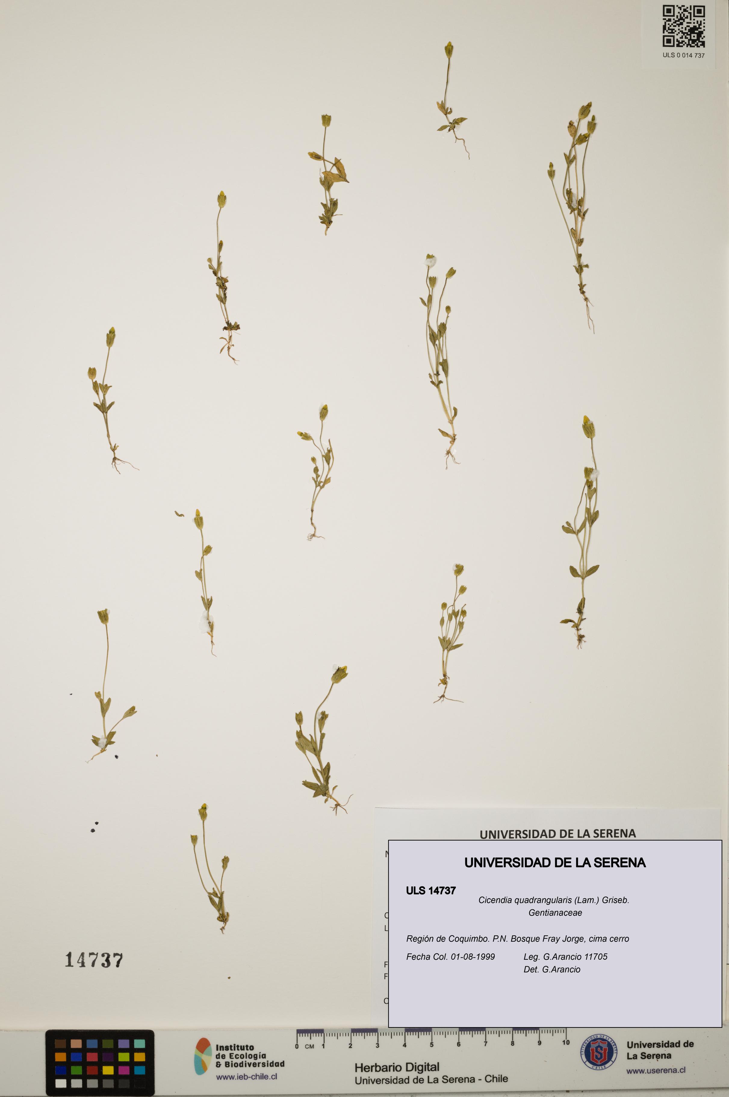 Cicendia quadrangularis [Espécimen: ULS:ULS:0014737]