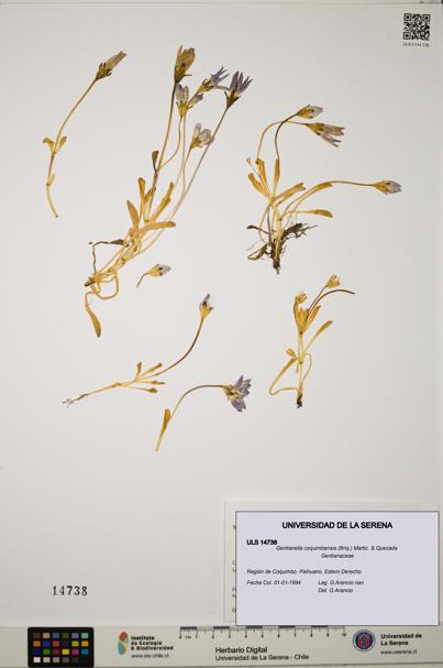 Gentianella coquimbensis [Espécimen: ULS:ULS:0014738]