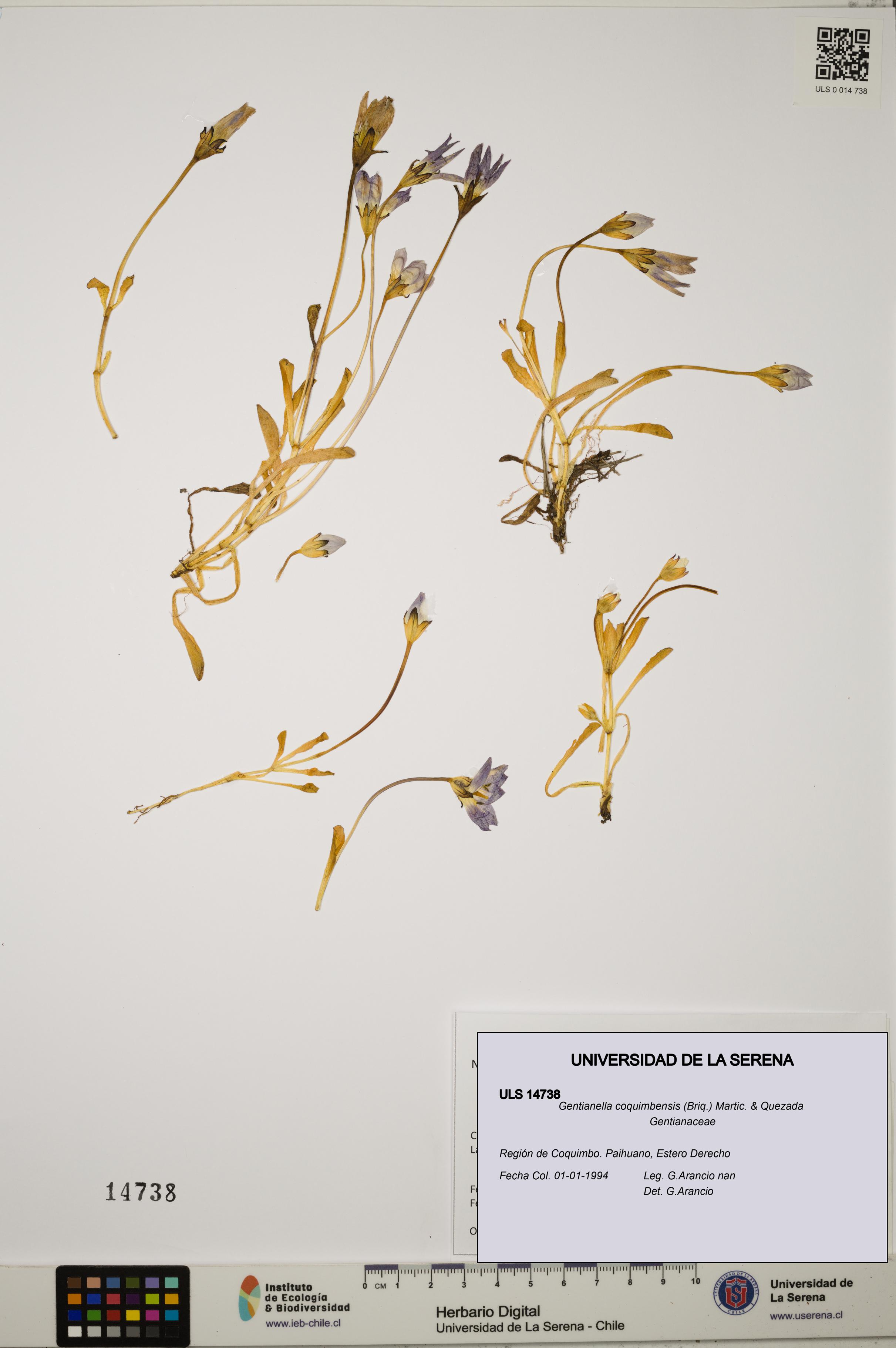 Gentianella coquimbensis [Espécimen: ULS:ULS:0014738]