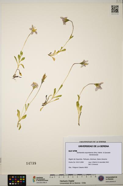 Gentianella coquimbensis [Espécimen: ULS:ULS:0014739]