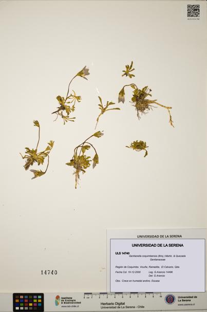 Gentianella coquimbensis [Espécimen: ULS:ULS:0014740]