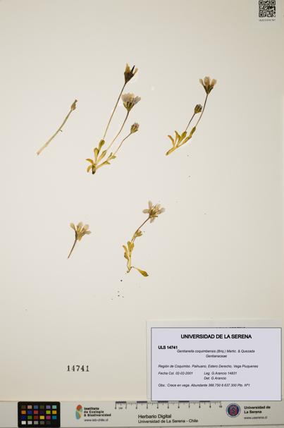 Gentianella coquimbensis [Espécimen: ULS:ULS:0014741]