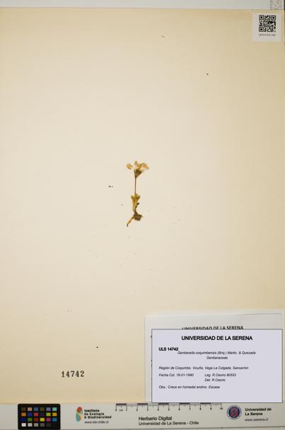 Gentianella coquimbensis [Espécimen: ULS:ULS:0014742]