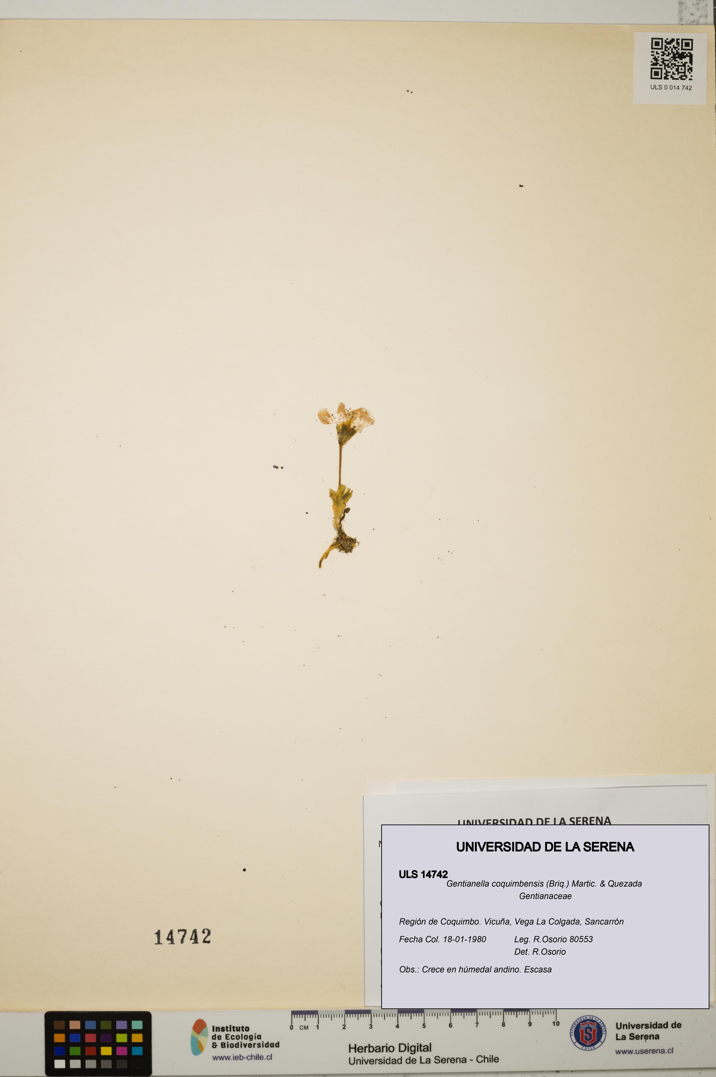 Gentianella coquimbensis [Espécimen: ULS:ULS:0014742]