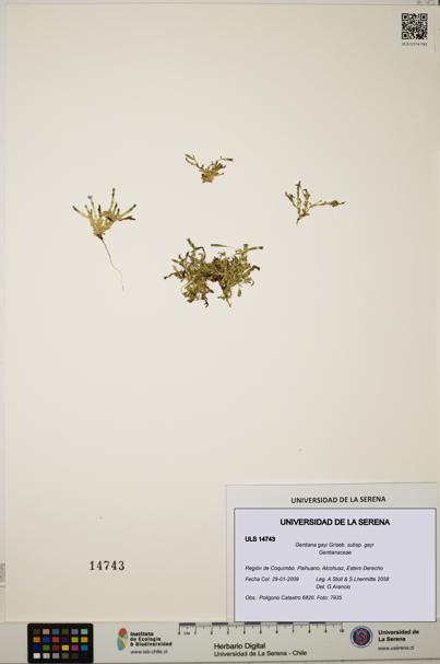 Gentiana gayi subsp. gayi [Espécimen: ULS:ULS:0014743]