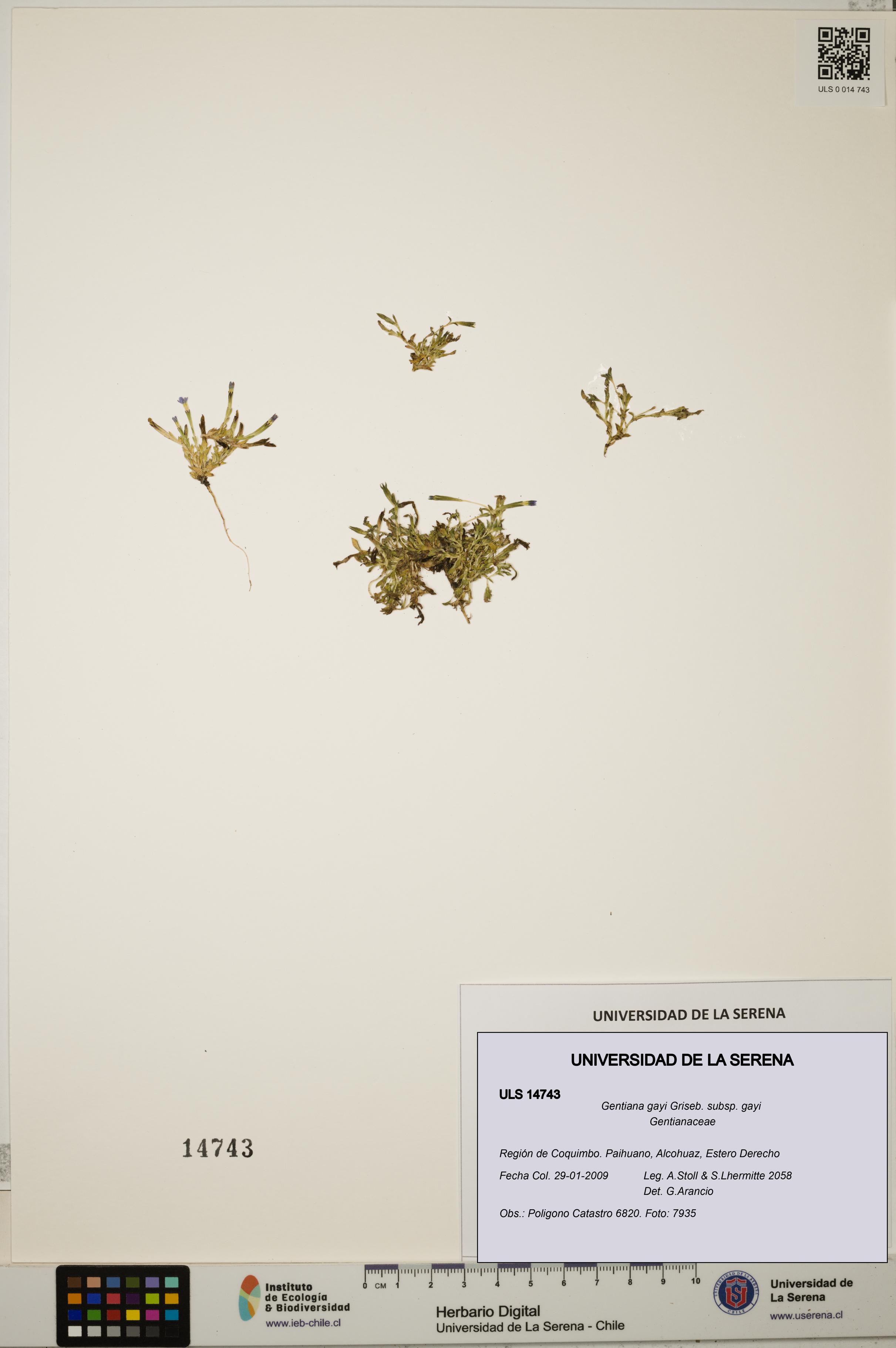 Gentiana gayi subsp. gayi [Espécimen: ULS:ULS:0014743]