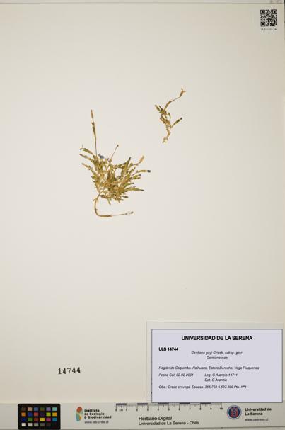 Gentiana gayi subsp. gayi [Espécimen: ULS:ULS:0014744]