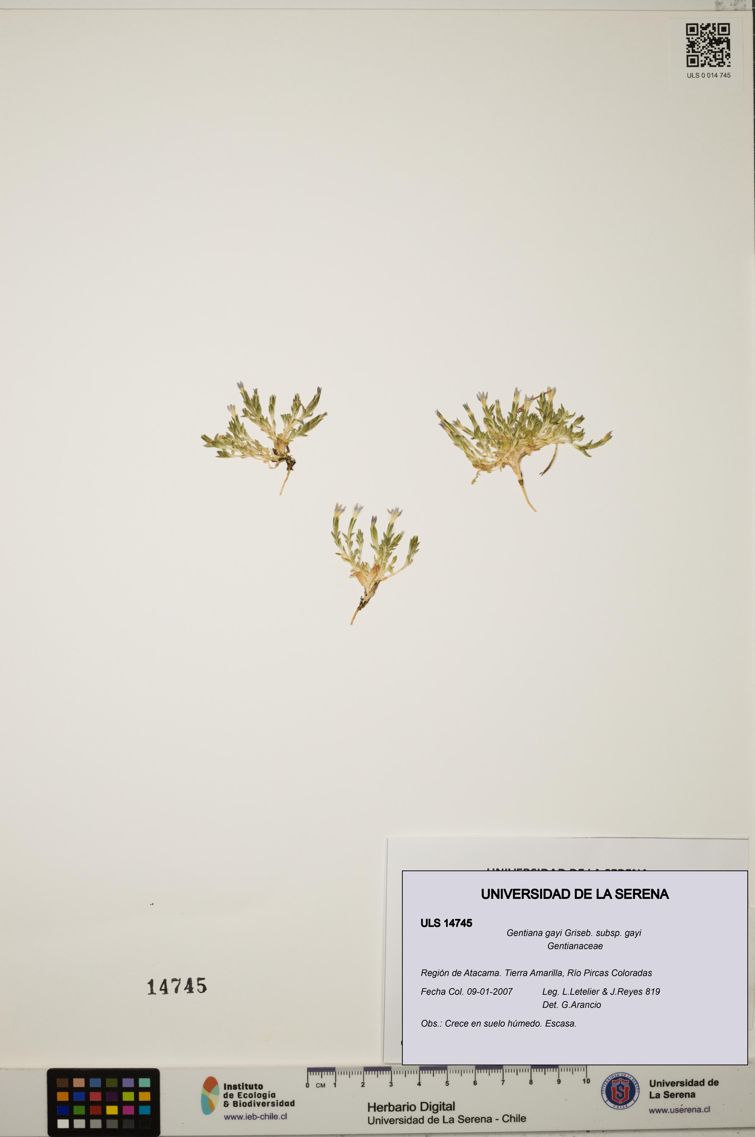 Gentiana gayi subsp. gayi [Espécimen: ULS:ULS:0014745]