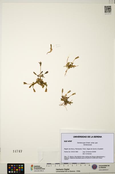 Gentiana gayi subsp. gayi [Espécimen: ULS:ULS:0014747]