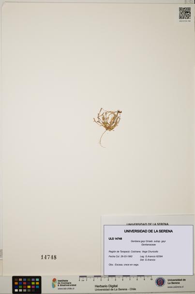 Gentiana gayi subsp. gayi [Espécimen: ULS:ULS:0014748]