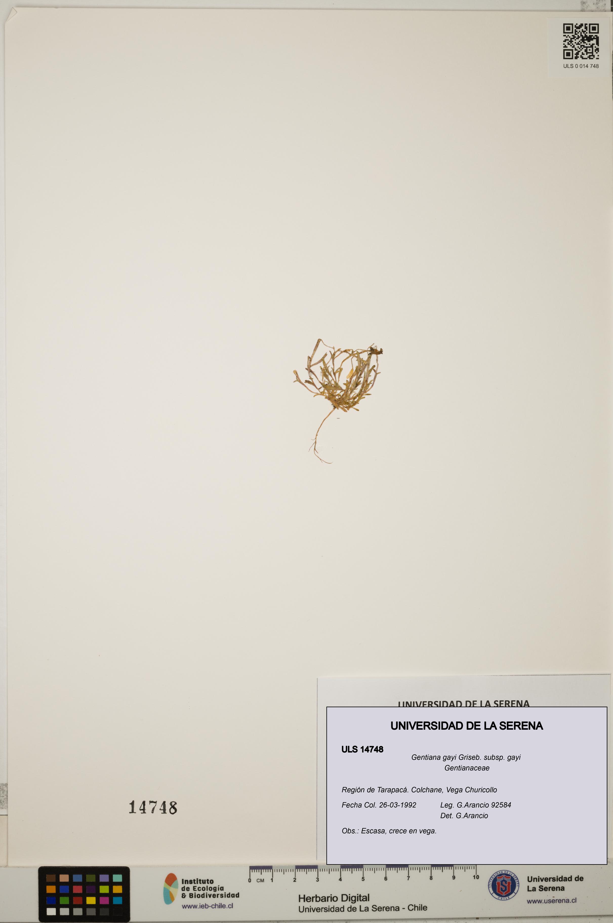 Gentiana gayi subsp. gayi [Espécimen: ULS:ULS:0014748]