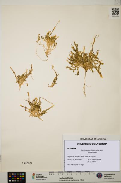 Gentiana gayi subsp. gayi [Espécimen: ULS:ULS:0014749]