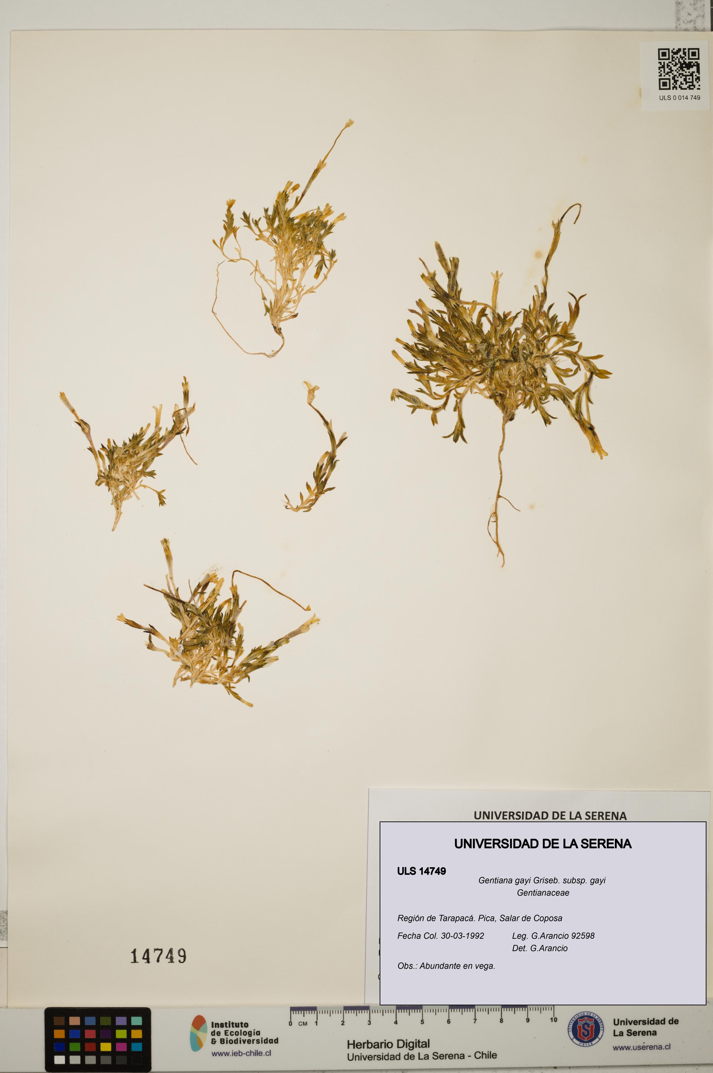 Gentiana gayi subsp. gayi [Espécimen: ULS:ULS:0014749]